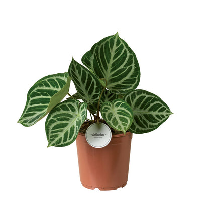 Anthurium Silver Blush