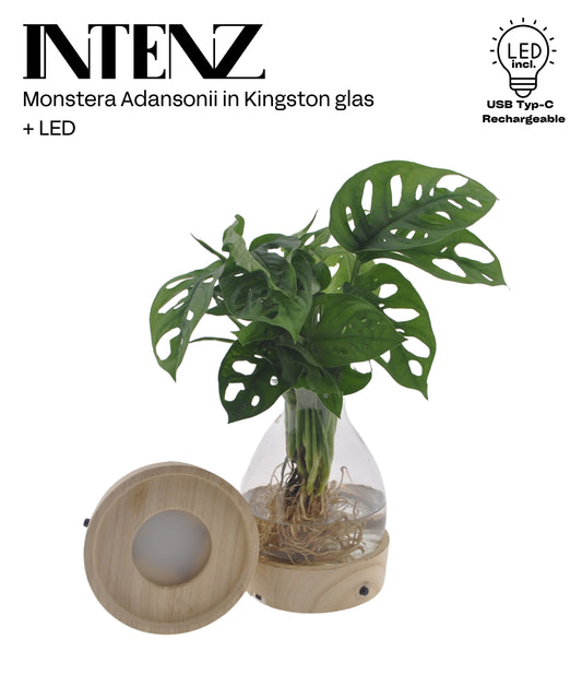 Opm Intenz Monstera Adansonii Glas Kingston + Led