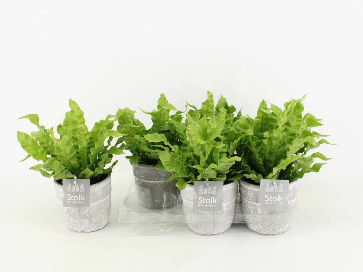 Asplenium Crispy Wave Keramiek Stone Look