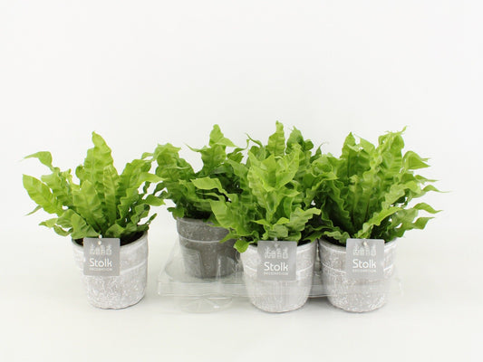 Asplenium Crispy Wave Keramiek Stone Look