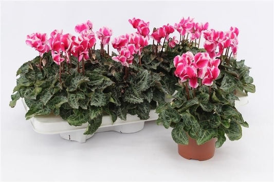Cyclamen Per Abanico Magenta