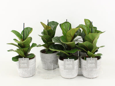 Ficus Lyrata Keramiek Stone Look