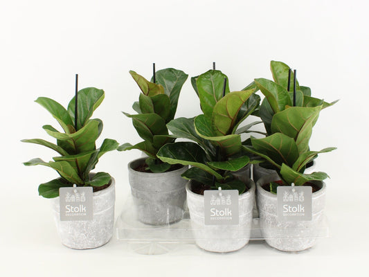 Ficus Lyrata Keramiek Stone Look