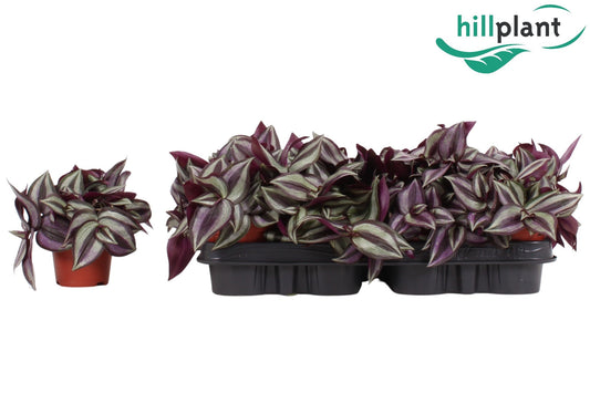 Trad Zebrina Violet Hill