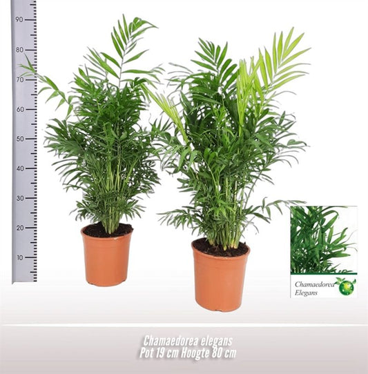 Chamaedorea Elegans