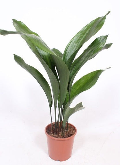 Aspidistra Elatior
