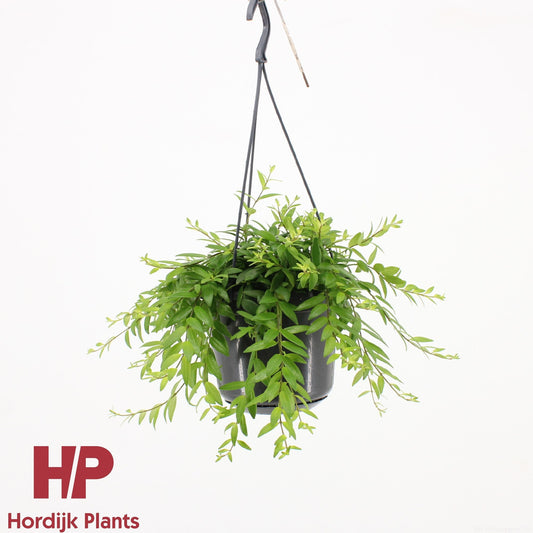 Aeschynanthus Japhrolepis