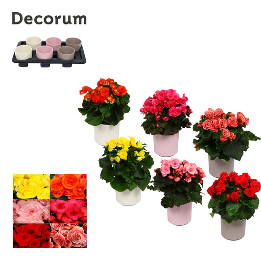 BegoniaDu Gemengd Keramiek