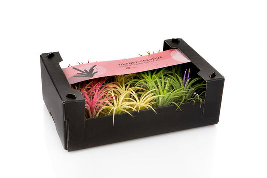 Tillandsia Ionantha Gemengd 3Kl