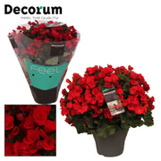 BegoniaBetulia Rood