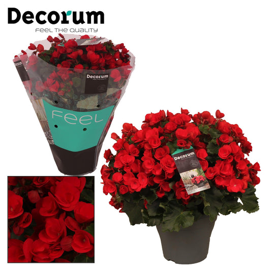 BegoniaBetulia Rood