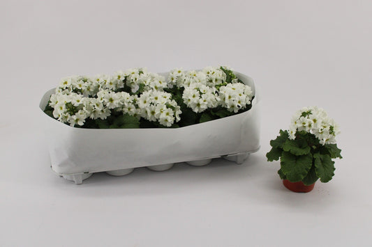 Primula Ob White