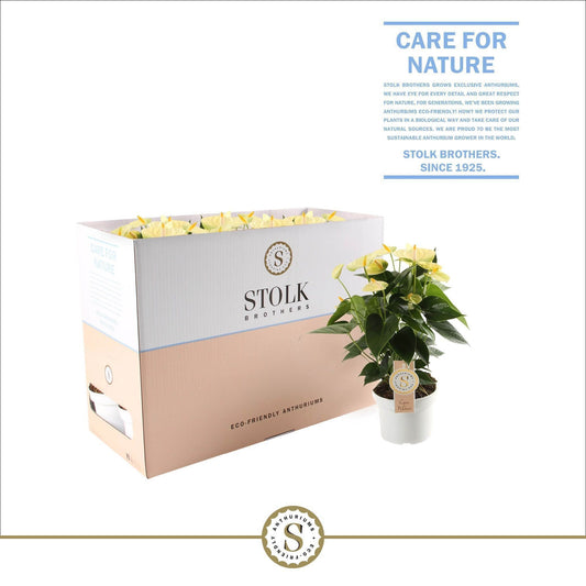 Anthurium St Yellow Champion Ecobo