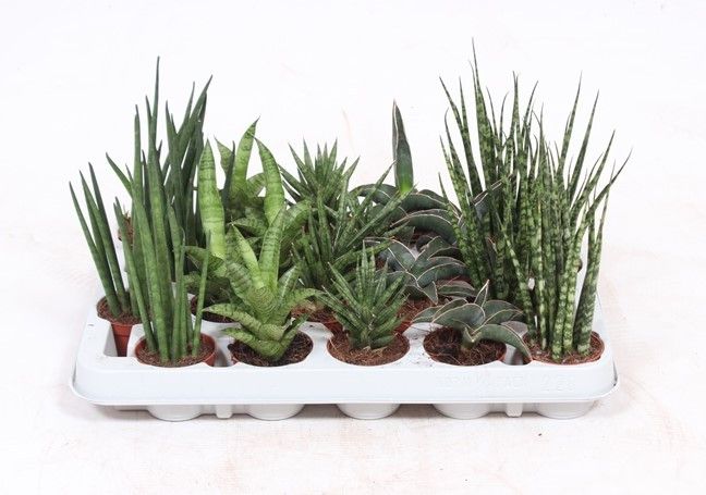 Sans Cyl Gemengd Luxe