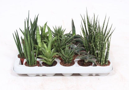 Sans Cyl Gemengd Luxe