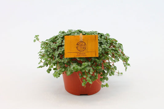 Pilea Glaucophylla Greyzy
