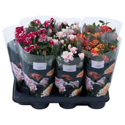 Rose Victory Gemengd Special
