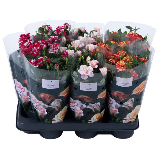 Rose Victory Gemengd Special
