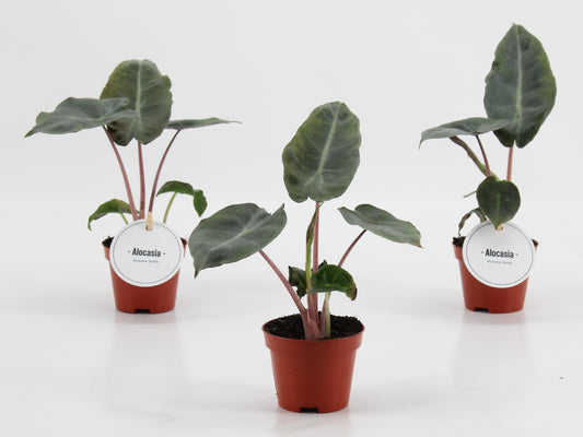 Alocasia Pink Dragon