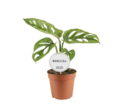 Monstera Adansonii Mint