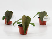 Anthurium Queen Of Heart