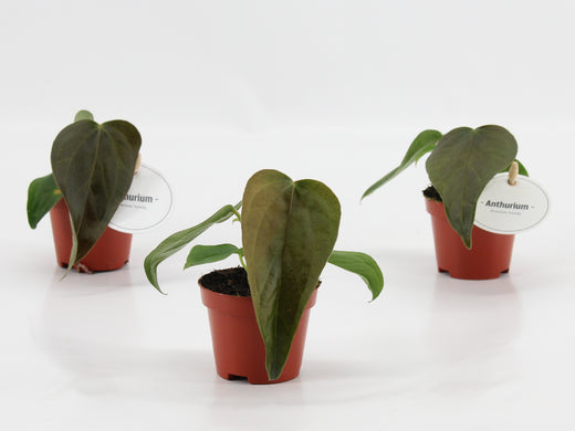Anthurium Queen Of Heart