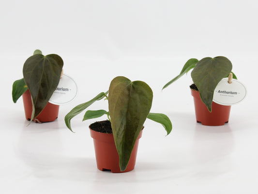 Anthurium Queen Of Heart