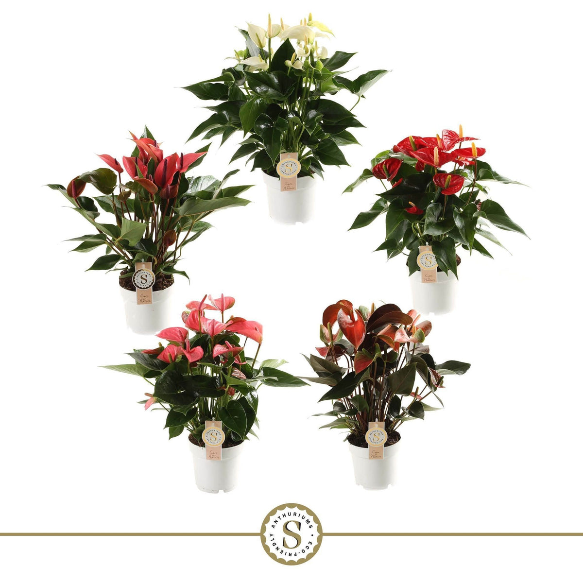 Anthurium St Gemengd 5kl