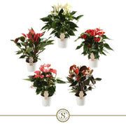 Anthurium St Gemengd 5kl