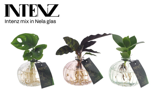 Opm Intenz Gemengd Glas Nela