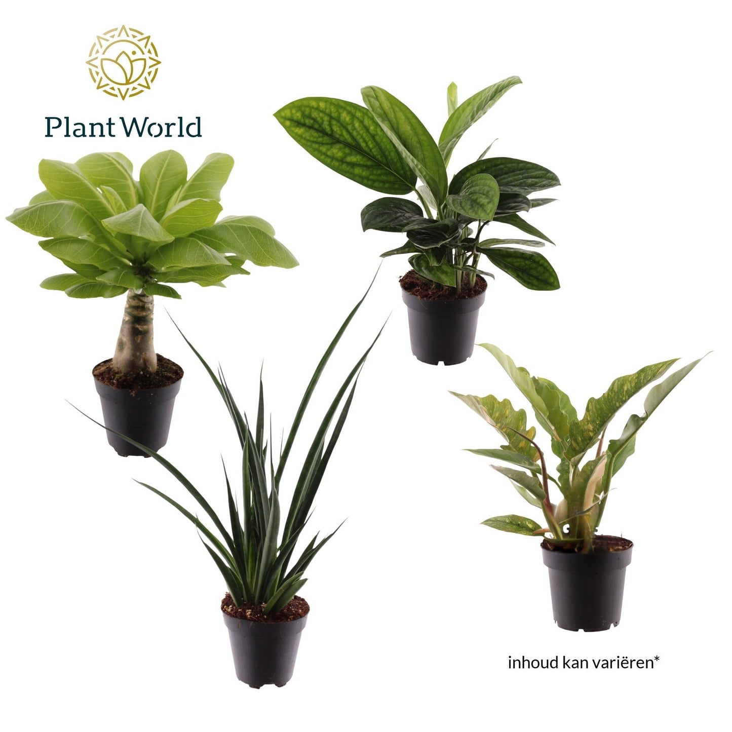 Ov Kamerplanten Gemengd Zanzibar