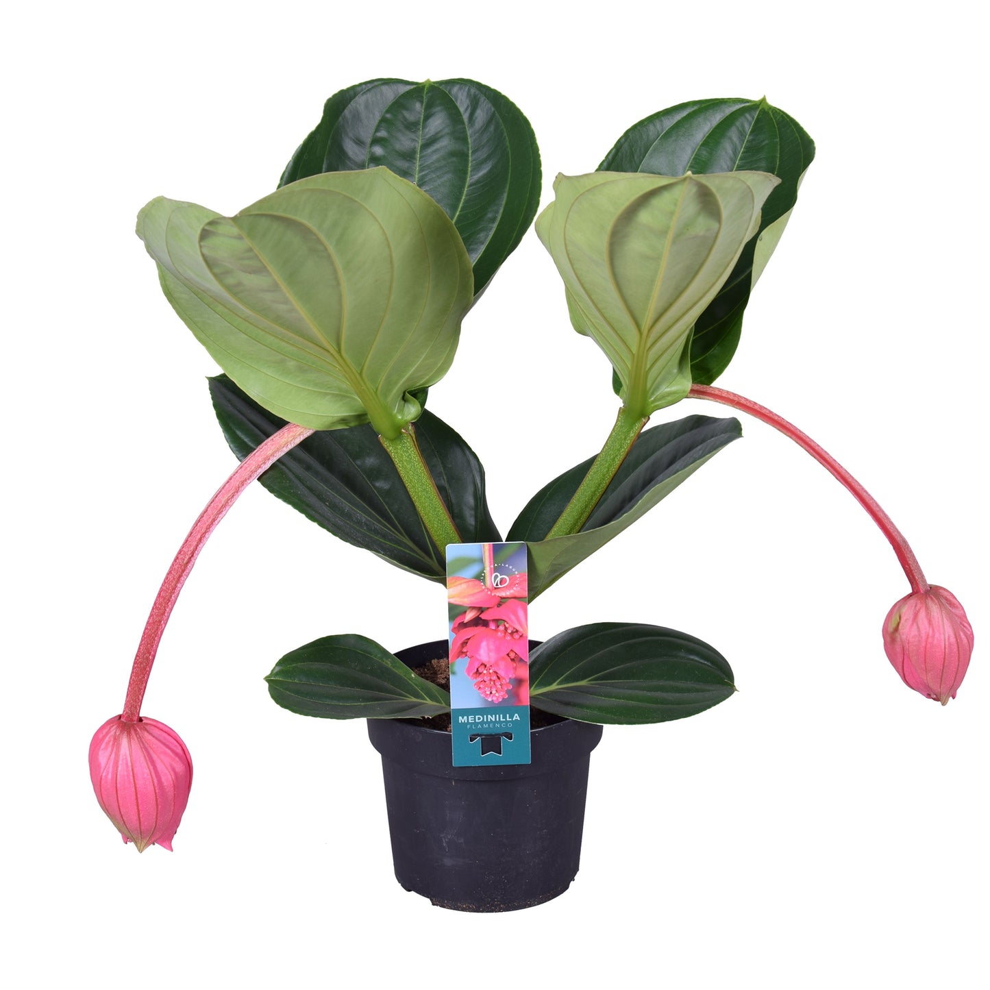 Medinilla Magnifica Flamenco 2 Knop