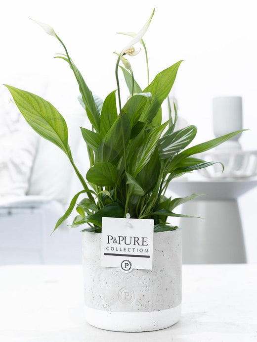 Spath Overig Keramiek Jade