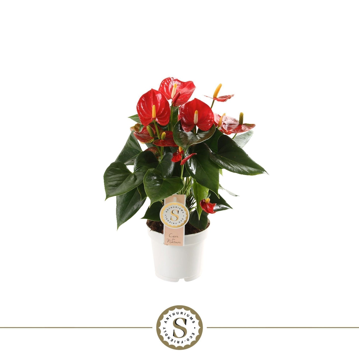 Anthurium St Red Champion