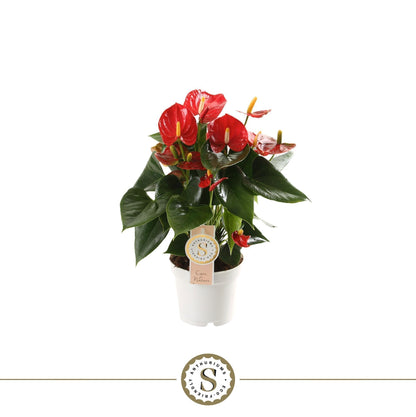 Anthurium St Red Champion
