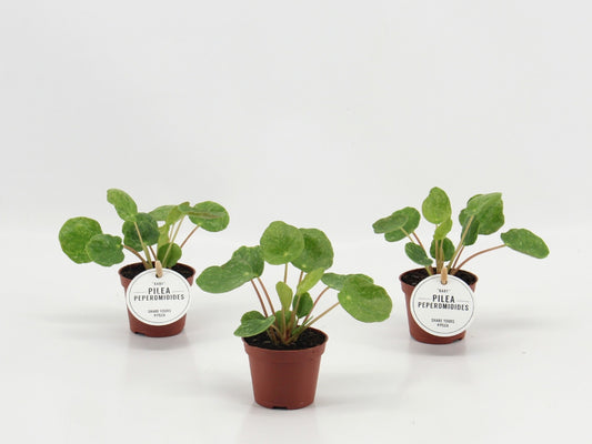 Pilea Sugar