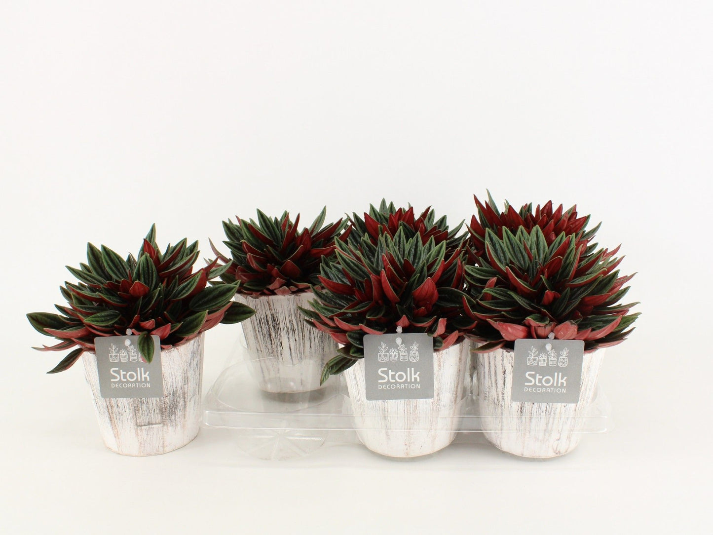 Pep Ca Rosso Wood White