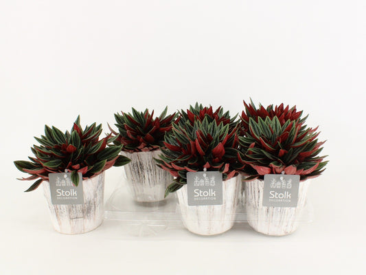 Pep Ca Rosso Wood White