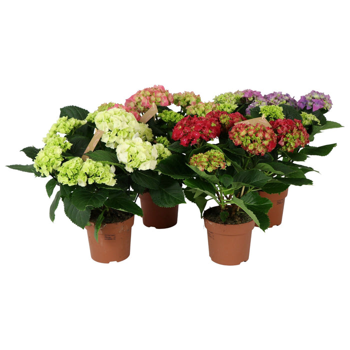 Hydrangea M Gemengd 5+