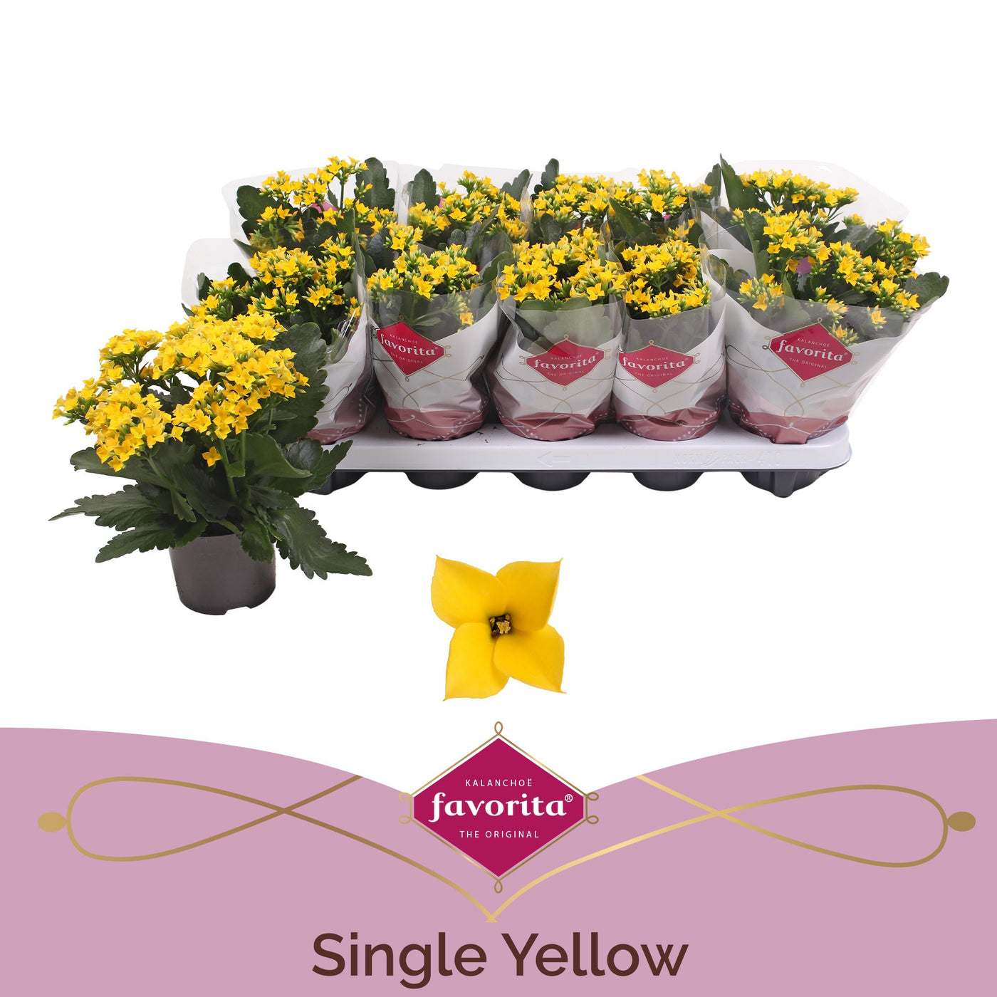 Kalanchoe Bl Geel