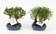 Bonsai (Indoor) Forest Keramiek