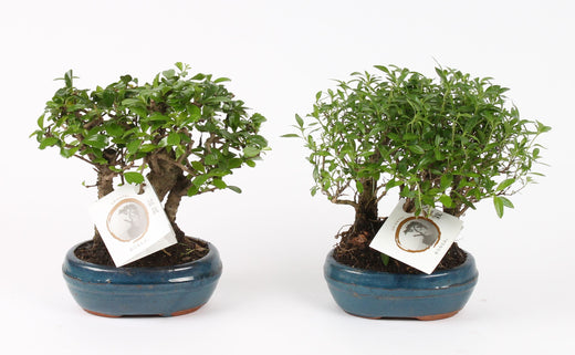 Bonsai (Indoor) Forest Keramiek