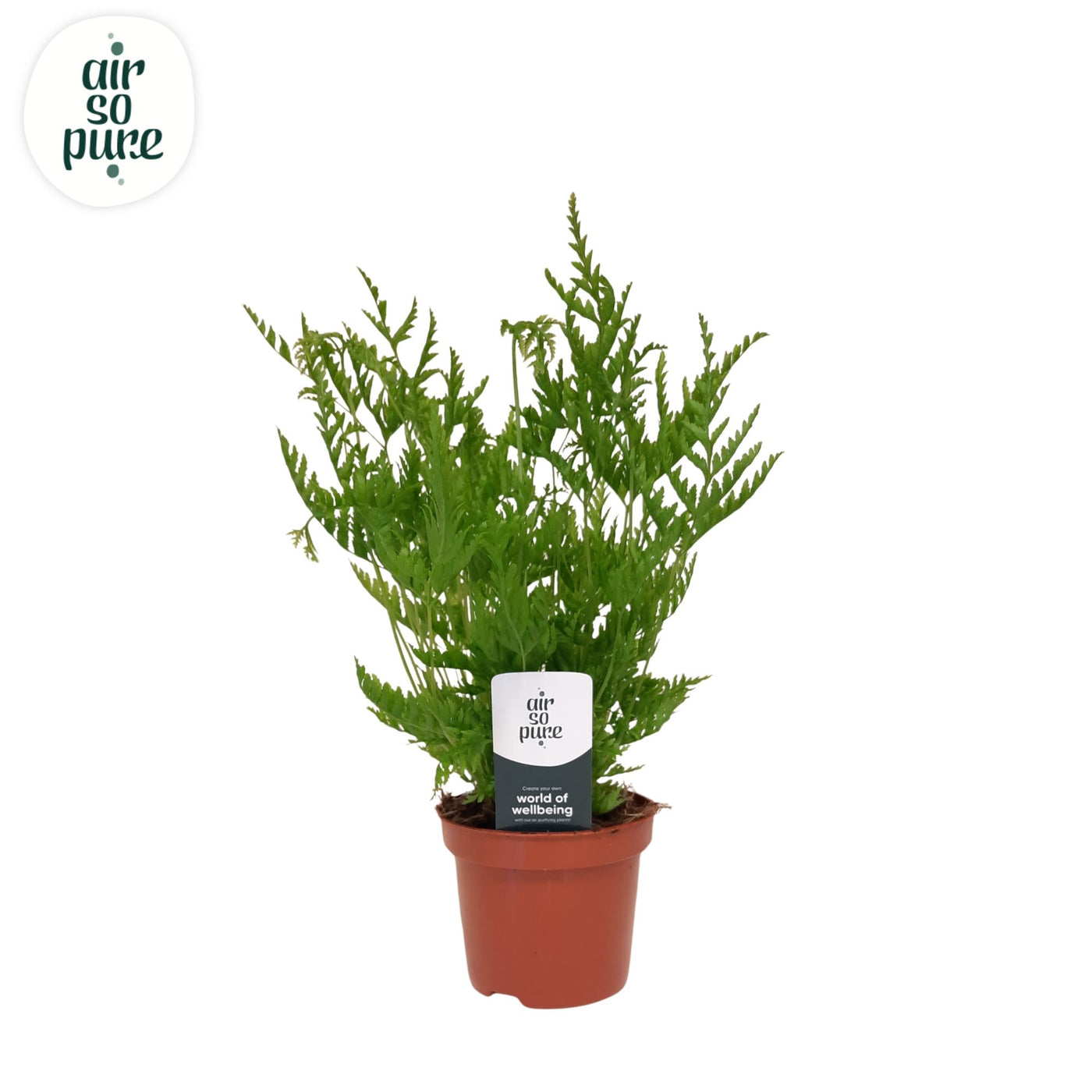 Pteris Straminea