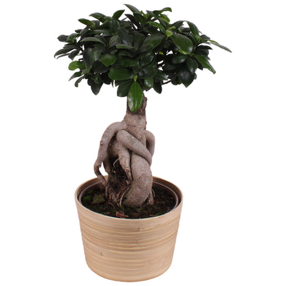 Ficus Mi Ginseng Hout