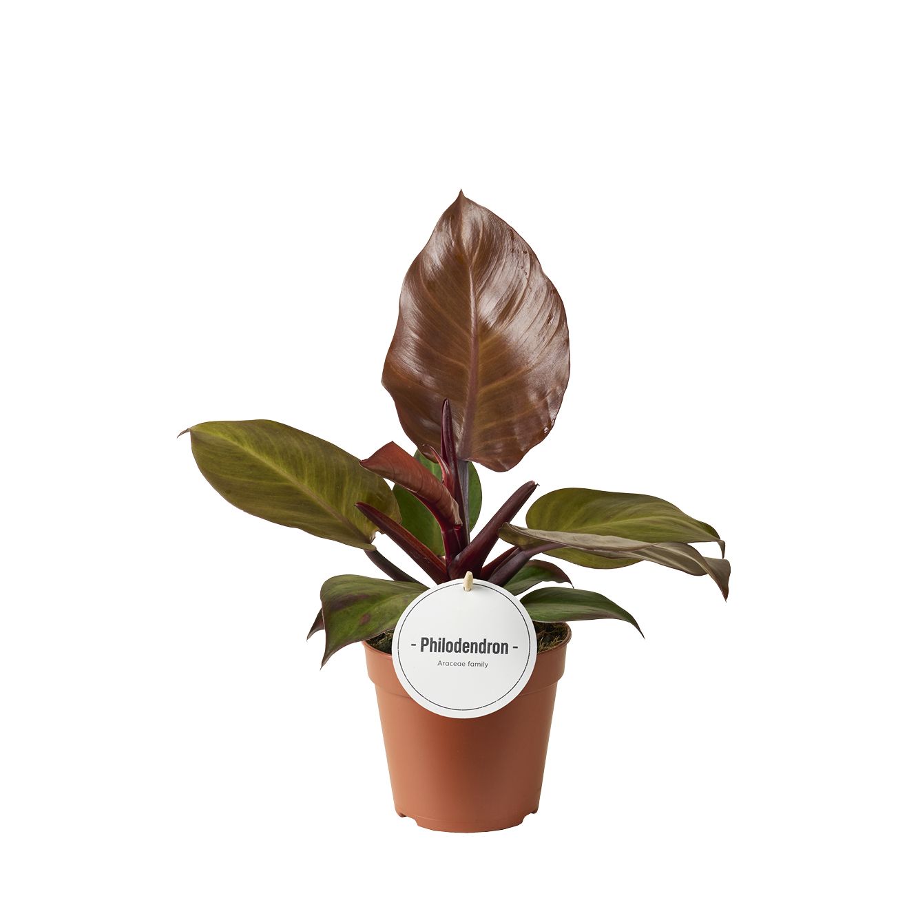 Phil McColley's Finale