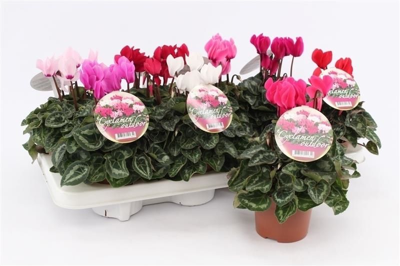 Cyclamen Per Gemengd Patio