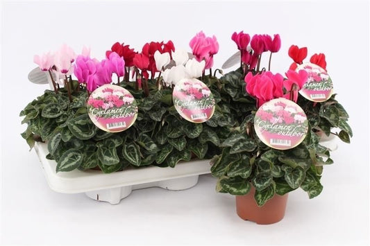 Cyclamen Per Gemengd Patio