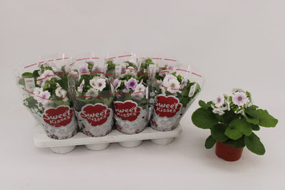 Primula Ob Blue White