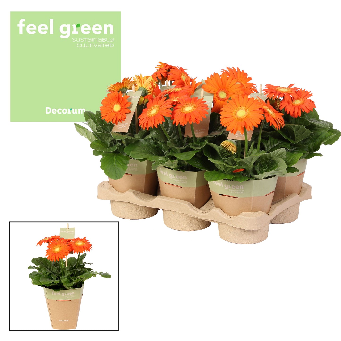 Gerbera Flori Line Oranje