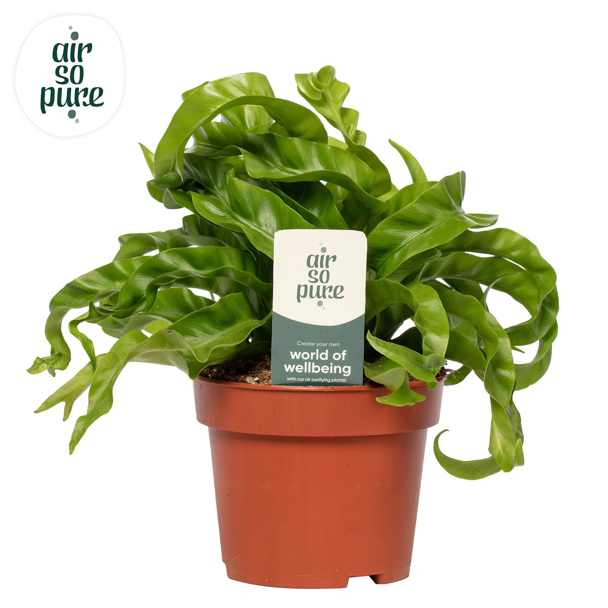 Asplenium Hurricane